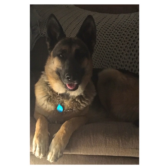 🥰Molly Update: Promoted to Counselor, professional therapupist, Office Mgr II🙈 - Picture 1 of 2